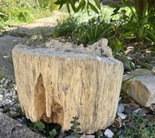 Large driftwood tree for sale  CLACTON-ON-SEA