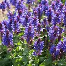 Salvia nemorosa blue for sale  Hayden