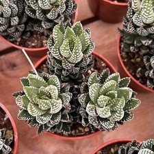 Haworthia reinwardtii live for sale  Northport