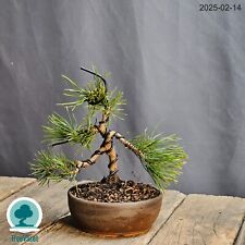 Pinus mugo bonsai usato  Merate