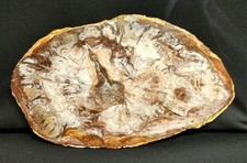 12in araucaria petrified d'occasion  Expédié en Belgium