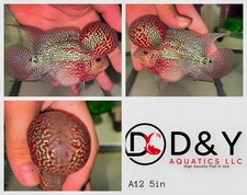 A12 live aquarium for sale  Carrollton