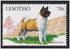 Japanese akita mnh for sale  BARNET