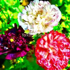 1200x peony poppy for sale  DEWSBURY