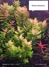 Brins rotala sahyadrica d'occasion  Crécy-la-Chapelle