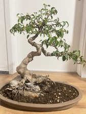 Bonsai ficus benjamin gebraucht kaufen Bonsai ficus benjamin gebraucht kaufen  Remscheid