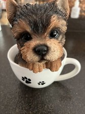 Teacup yorkie cup for sale  Grayson