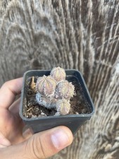 Euphorbia dicotomica collectio usato  Mazara del Vallo