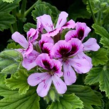 Scented pelargonium orange for sale  LINCOLN