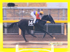 Tempai purosangue horse usato  Spedire a Italy