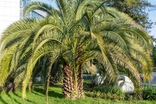 Semi palma pilema usato  Spedire a Italy