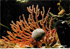 Animaux gorgone eunicella d'occasion  Fruges