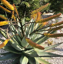 Seeds aloe marlothii for sale  South Pasadena