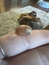 Two live baby for sale  Carmel