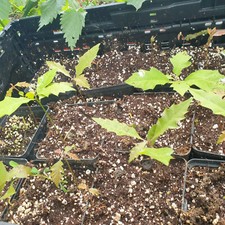 Quercus buckleyi texas gebraucht kaufen  Melle