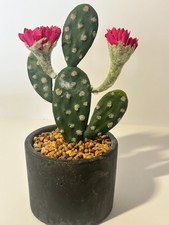Artificial medium cactus for sale  Lawton
