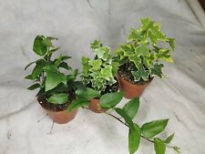 Hedera mix indoor for sale  BRISTOL