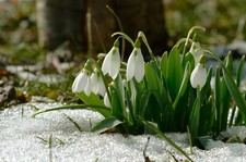 Galanthus woronowii single for sale  CRAWLEY
