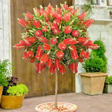 Callistemon laevis scarlet for sale  NORTHWICH