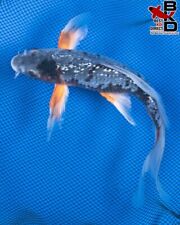 butterfly koi fish for sale  Claudville