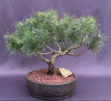 living evergreen pine tree for sale living evergreen pine tree for sale Patchogue