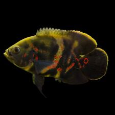 Astronotus ocellatus tiger for sale  GLASGOW