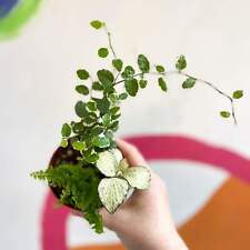 Terrarium plant mixed for sale  BRISTOL