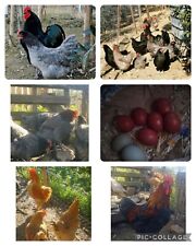 Uova fertili galline usato  Perugia
