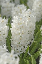 Garden elements spring for sale  Lititz
