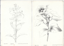 Antique print flowers for sale  Gadsden