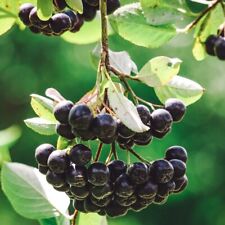 Pianta aronia prunifolia usato  Piazza Armerina