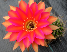 Cactus cactus echinopsis usato  Spedire a Italy