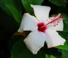 Hibiscus syriacus bianco usato  Reggio Calabria