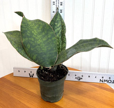 Rare large sansevieria for sale  Miami