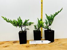 San jose juniper for sale  Albany