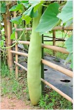 Giant bottle gourd for sale  Santa Ana