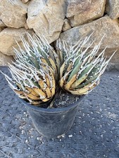 Agave utahensis eborispina for sale  Apple Valley