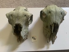 Real sheep skull for sale  YELVERTON
