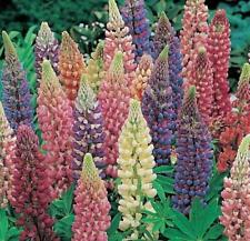 Lupin lupinus dwarf for sale  UK