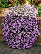 Plug plants tumbling for sale  BANBRIDGE