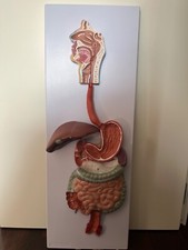 Modello anatomico usato  Calcinaia