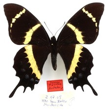 Paratype papilio garamas gebraucht kaufen Paratype papilio garamas gebraucht kaufen  München