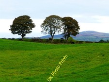 Photo 6x4 trees for sale  FAVERSHAM