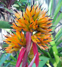 Buy save bromeliad for sale  Miami