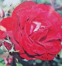 Summer fragrance hybrid for sale  WISBECH