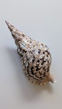 Tritonshorn gebraucht kaufen  Kirchheim