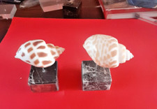 Conchiglie collezione esemplar usato  Lucignano