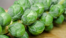 200 samen rosenkohl gebraucht kaufen  Stralsund-Umland I
