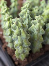 Boobie cactus tall for sale  Escondido