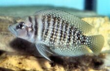 Pearly lamprologus stunning for sale  Miami